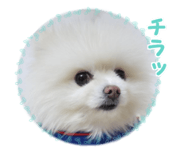 Pomeranian Rui sticker #15885760