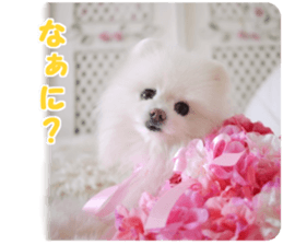 Pomeranian Rui sticker #15885761