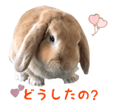 Bunny Hollandlop Daichan Japanese Ver. sticker #15886412