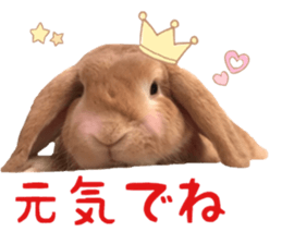 Bunny Hollandlop Daichan Japanese Ver. sticker #15886414
