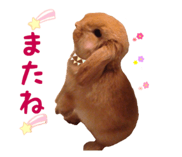 Bunny Hollandlop Daichan Japanese Ver. sticker #15886417