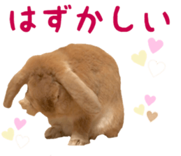 Bunny Hollandlop Daichan Japanese Ver. sticker #15886419