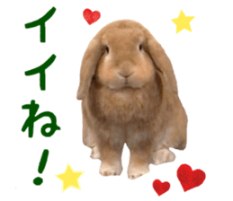 Bunny Hollandlop Daichan Japanese Ver. sticker #15886421