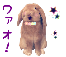 Bunny Hollandlop Daichan Japanese Ver. sticker #15886426