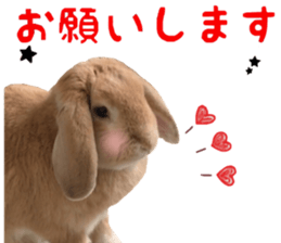 Bunny Hollandlop Daichan Japanese Ver. sticker #15886427