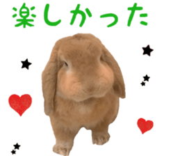 Bunny Hollandlop Daichan Japanese Ver. sticker #15886428