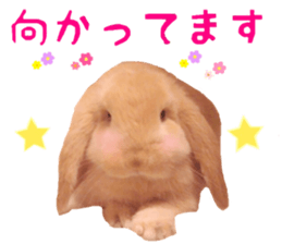 Bunny Hollandlop Daichan Japanese Ver. sticker #15886431