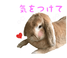 Bunny Hollandlop Daichan Japanese Ver. sticker #15886432