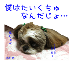 Shih tzu friend's sticker sticker #15887402