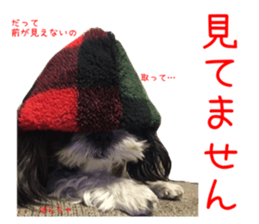 Shih tzu friend's sticker sticker #15887405
