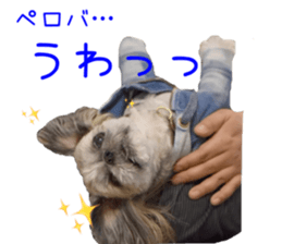 Shih tzu friend's sticker sticker #15887412