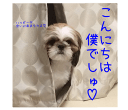 Shih tzu friend's sticker sticker #15887416