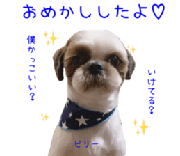 Shih tzu friend's sticker sticker #15887418