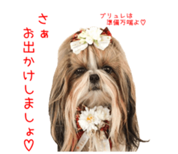 Shih tzu friend's sticker sticker #15887419
