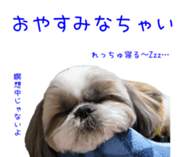 Shih tzu friend's sticker sticker #15887424