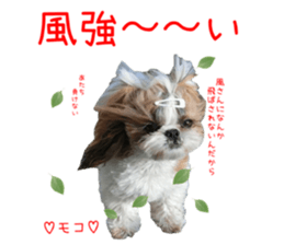Shih tzu friend's sticker sticker #15887425