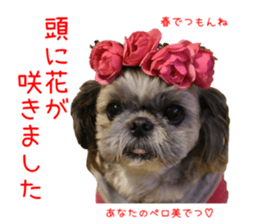 Shih tzu friend's sticker sticker #15887433