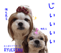 Shih tzu friend's sticker sticker #15887434