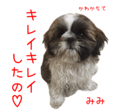 Shih tzu friend's sticker sticker #15887437
