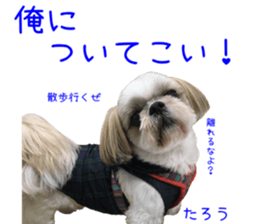 Shih tzu friend's sticker sticker #15887440