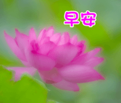 The beautiful flowers sticker #15889970