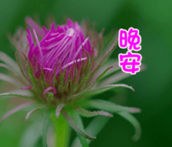 The beautiful flowers sticker #15889976