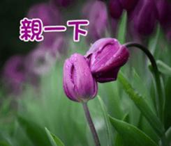 The beautiful flowers sticker #15889978