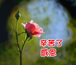 The beautiful flowers sticker #15889991