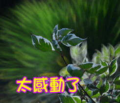 The beautiful flowers sticker #15889992