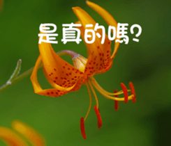 The beautiful flowers sticker #15890000