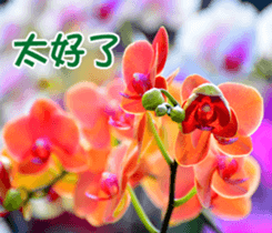 The beautiful flowers sticker #15890003