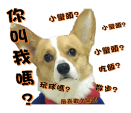 Corgi Laukey Chicken 2 - silly articles sticker #15891178