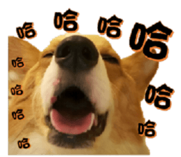 Corgi Laukey Chicken 2 - silly articles sticker #15891179