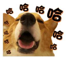 Corgi Laukey Chicken 2 - silly articles sticker #15891179