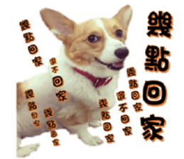 Corgi Laukey Chicken 2 - silly articles sticker #15891180