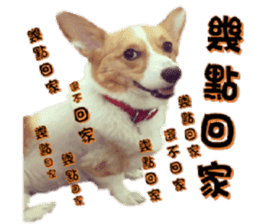 Corgi Laukey Chicken 2 - silly articles sticker #15891180