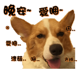 Corgi Laukey Chicken 2 - silly articles sticker #15891181