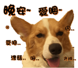 Corgi Laukey Chicken 2 - silly articles sticker #15891181