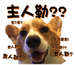 Corgi Laukey Chicken 2 - silly articles sticker #15891182