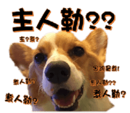 Corgi Laukey Chicken 2 - silly articles sticker #15891182