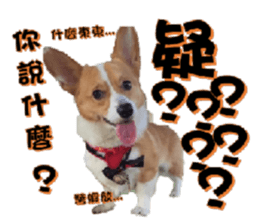 Corgi Laukey Chicken 2 - silly articles sticker #15891183