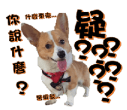 Corgi Laukey Chicken 2 - silly articles sticker #15891183