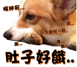 Corgi Laukey Chicken 2 - silly articles sticker #15891184