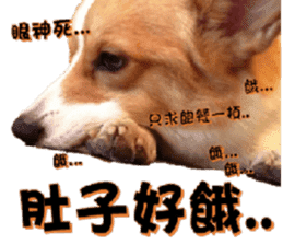 Corgi Laukey Chicken 2 - silly articles sticker #15891184