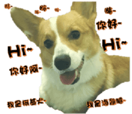 Corgi Laukey Chicken 2 - silly articles sticker #15891185