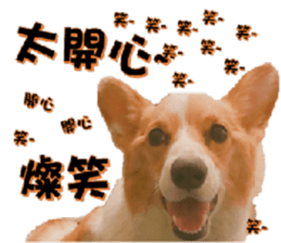 Corgi Laukey Chicken 2 - silly articles sticker #15891186