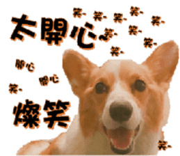 Corgi Laukey Chicken 2 - silly articles sticker #15891186