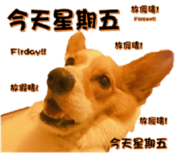 Corgi Laukey Chicken 2 - silly articles sticker #15891187