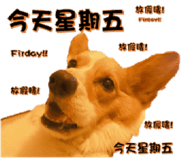 Corgi Laukey Chicken 2 - silly articles sticker #15891187