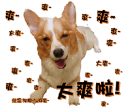 Corgi Laukey Chicken 2 - silly articles sticker #15891188